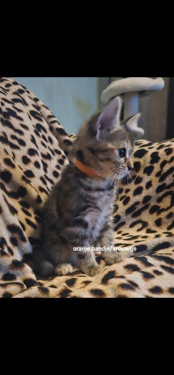 Super mooie kittens beschikbaar voor biedingen