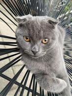 Scottish fold kitten, geboren 2 mei 2025, Dieren en Toebehoren