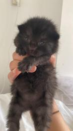 Kittens, Dieren en Toebehoren, Katten en Kittens | Overige Katten, Poes