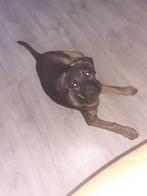 Pup zoekt gouden mandje, Dieren en Toebehoren, Honden | Bulldogs, Pinschers en Molossers, 8 tot 15 weken, Teef, Bulldog, Meerdere