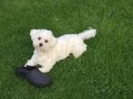 Maltipoo pups, Dieren en Toebehoren, Honden | Chihuahua's en Gezelschapshonden, Maltezer, Reu, CDV (hondenziekte), 8 tot 15 weken