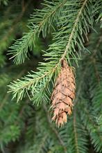 **GOEDKOOP** Pseudotsuga menziesii, Douglas Spar, Tuin en Terras, Planten | Struiken en Hagen, Ophalen of Verzenden, Overige soorten