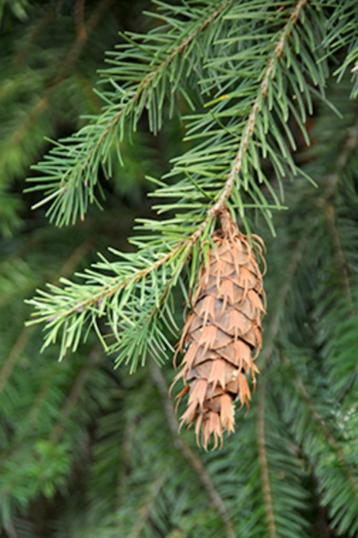 **GOEDKOOP** Pseudotsuga menziesii, Douglas Spar beschikbaar voor biedingen
