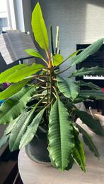 Stekje van mooie kamerplant plant binnen, Overige soorten, Minder dan 100 cm, Groene kamerplant, Halfschaduw