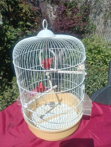 Kanarie of Parkieten vogelkooi  beschikbaar voor biedingen