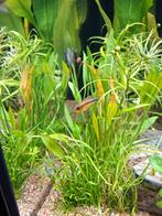 Apistogramma borellii en macmasteri koppeltjes dwergcichlide