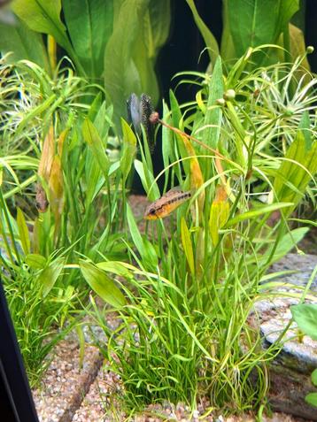 Apistogramma borellii en macmasteri koppeltjes dwergcichlide beschikbaar voor biedingen