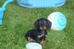 Teckel pups Ruwhaar, Dieren en Toebehoren, Honden | Teckels en Dashonden, België, Rabiës (hondsdolheid), 15 weken tot 1 jaar, Teef