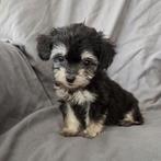 Mini Toy poedel X Chihuahua pups mogen nest verlaten, Dieren en Toebehoren, Honden | Chihuahua's en Gezelschapshonden, Poedel