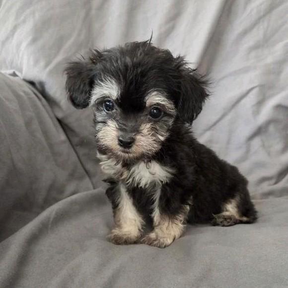 Mini Toy poedel X Chihuahua pups mogen nest verlaten, Dieren en Toebehoren, Honden | Chihuahua's en Gezelschapshonden, Meerdere dieren