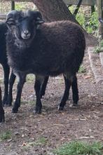 Ouessant ram schaap van dit voorjaar gratis, Dieren en Toebehoren, Mannelijk, Schaap