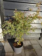Acer palmatum butterfly Japanse esdoorn, Tuin en Terras, Planten | Bomen, Ophalen of Verzenden, Bloeit niet, Halfschaduw, Overige soorten