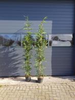 Leylandii /Cipressen Coniferen / conifeer, Ophalen of Verzenden, Conifeer, Haag, 100 tot 250 cm