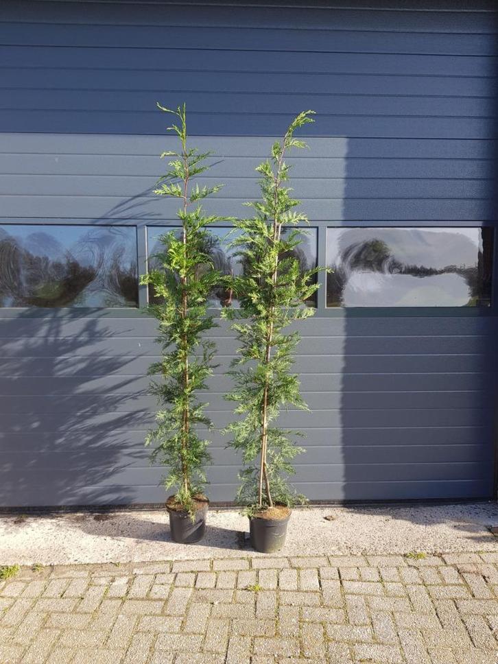 Leylandii /Cipressen Coniferen / conifeer, Tuin en Terras, Planten | Struiken en Hagen, Haag, Conifeer, 100 tot 250 cm, Ophalen of Verzenden