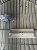 Hagoromo vogels, Dieren en Toebehoren, Vogels | Overige Vogels, Mannelijk, Tropenvogel, Geringd