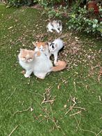 Drie lieve kittens te koop, Kortharig, 0 tot 2 jaar