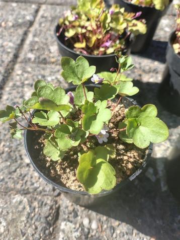 Bio Muurleeuwenbek tuinplant kruipplant (€2,50) 5 voor €10 beschikbaar voor biedingen