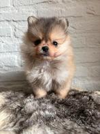 Prachtige Pomeriaan pups, Keeshond, CDV (hondenziekte), 8 tot 15 weken, Meerdere