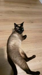 Siamees poes, Poes
