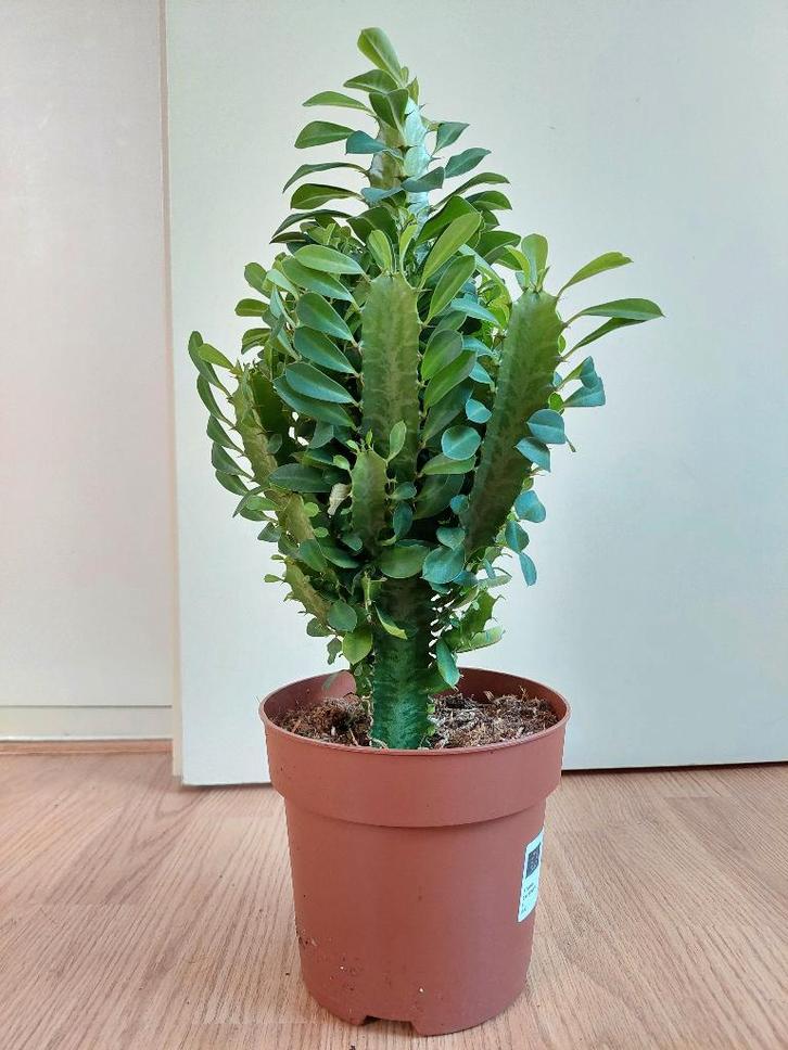 Euphorbia Trigona - Afrikaanse Melkboom H: 48 cm., Huis en Inrichting, Kamerplanten, Vetplant, Minder dan 100 cm, Groene kamerplant