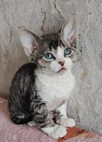 Devon Rex kittens, Meerdere dieren, Gechipt, 0 tot 2 jaar