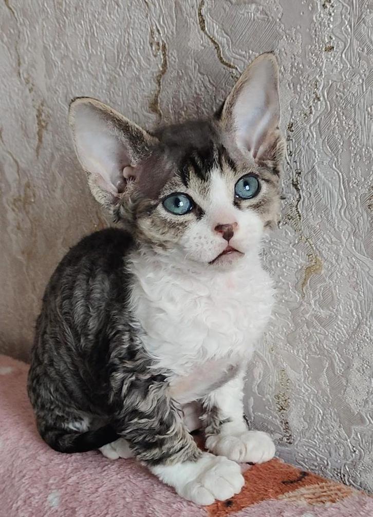 Devon Rex kittens, Dieren en Toebehoren, Katten en Kittens | Raskatten | Korthaar, Meerdere dieren, 0 tot 2 jaar, Gechipt, Ontwormd