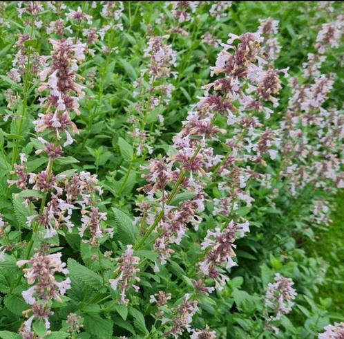 Nepeta Dawn to Dusk | Kattenkruid | Chemievrij, Tuin en Terras, Planten | Tuinplanten, Vaste plant, Overige soorten, Volle zon