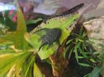Ancistrus wildkleur longfin, Dieren en Toebehoren, Vissen | Aquariumvissen, Vis