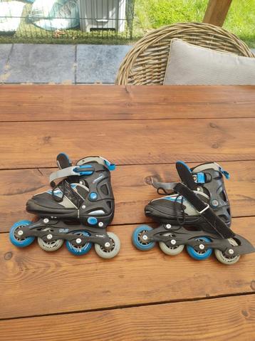 Blauw zwarte Skeelers beschikbaar voor biedingen