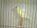 Kanarie *, Dieren en Toebehoren, Vogels | Kanaries, Vrouwelijk, Kleurkanarie
