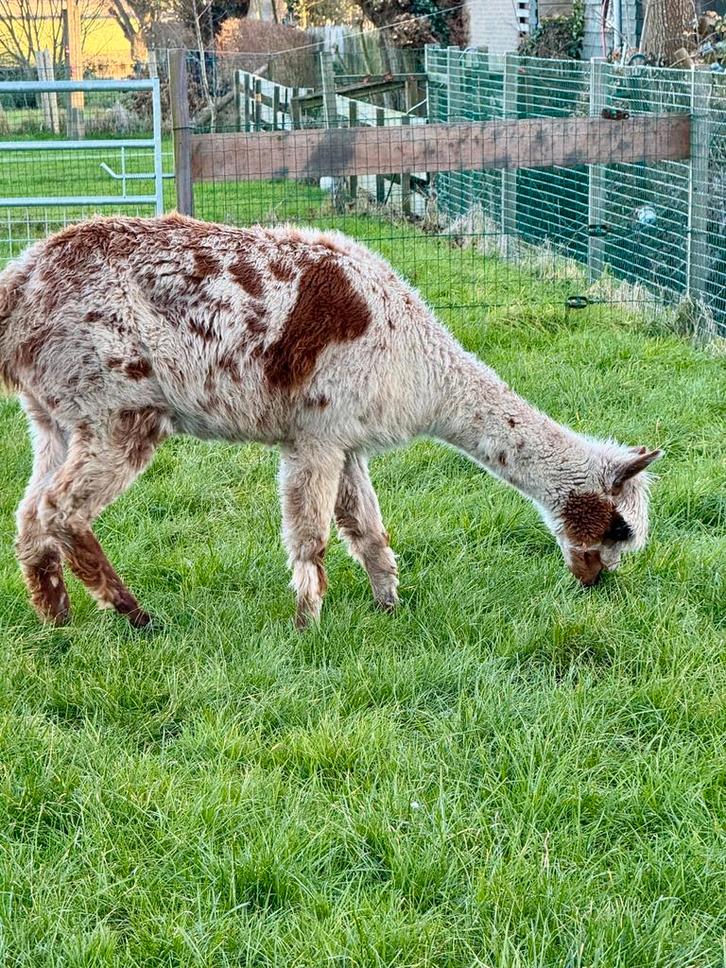 Appaloosa alpaca merrie (2016), Dieren en Toebehoren, Overige Dieren, Vrouwelijk, Mei