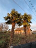 2x Trachicarpus Fortunei - Palmboom 550cm stamhoogte, Ophalen, Gehele jaar, Volle zon, Zaad