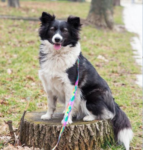 Lieve Basya -  mix border collie , 1 jaar oud, Dieren en Toebehoren, Honden | Niet-rashonden, Middel, Teef, Particulier, Eén hond