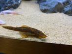 2 Algeneters Ancistrus bruin gevlekt., Dieren en Toebehoren, Vis, Zoetwatervis
