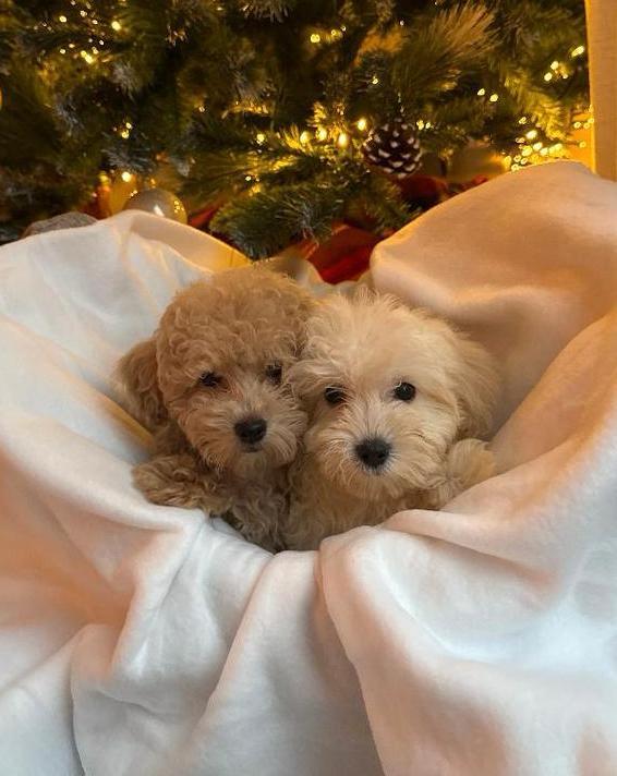 Mini Maltipoo Pups – Premium F1, Dieren en Toebehoren, Honden | Chihuahua's en Gezelschapshonden, Meerdere dieren, Overige rassen