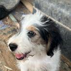 GaGa Animal Care - HUMMEL kan eind augustus naar NL komen, Dieren en Toebehoren, Honden | Niet-rashonden, Particulier, Rabiës (hondsdolheid)