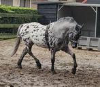 Appaloosa (dek) hengst tekoop, Gechipt, B, Hengst, 160 tot 165 cm