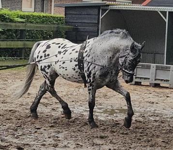 Appaloosa (dek) hengst tekoop beschikbaar voor biedingen