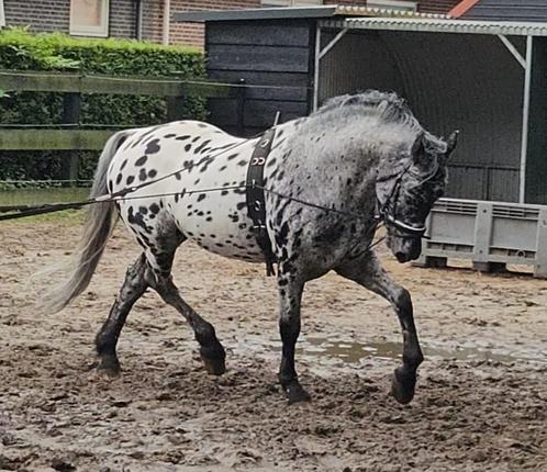 Appaloosa (dek) hengst tekoop, Dieren en Toebehoren, Paarden, Hengst, B, 160 tot 165 cm, 11 jaar of ouder, Gechipt, Ontwormd, Ingeënt