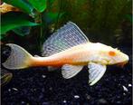 GEZOCHT: Albino pleco, Dieren en Toebehoren, Vis
