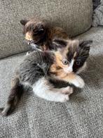 Kittens, Dieren en Toebehoren, Poes