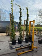 Hedera extra grote planten plant info gebruik per rek, Tuin en Terras, Planten | Tuinplanten, Ophalen, Vaste plant, Klimplanten