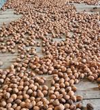 Te koop walnoten 2025, Diversen, Levensmiddelen, Ophalen