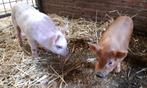 Biggen, Dieren en Toebehoren, Mannelijk, Varken