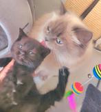 2 katten en 2 kittens zoeken een huisje.Ze hebben vaccineren, Dieren en Toebehoren, Katten en Kittens | Raskatten | Korthaar, Meerdere dieren