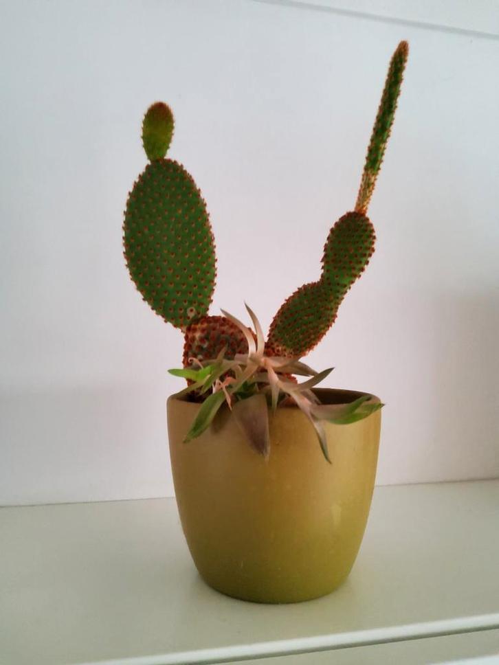 Opuntia Microdasys (Konijnenoren) Cactus, Tuin en Terras, Planten | Tuinplanten, Vaste plant, Overige soorten, Volle zon, Zomer