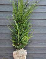 Taxus baccata Haagplanten, Tuin en Terras, Planten | Tuinplanten, Ophalen of Verzenden, Overige soorten, Volle zon