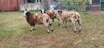 Te koop bonte dekrammen rammen, Dieren en Toebehoren, Schapen, Geiten en Varkens, Mannelijk, Schaap, 0 tot 2 jaar