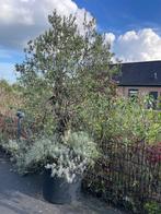 Prachtige olijfboom koopje met bak, Tuin en Terras, Planten | Bomen, Bloeit niet, 100 tot 250 cm, Olijfboom, Ophalen