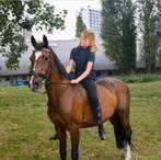 Merrie met Heartbreaker  Ramiro Z-bloed, Dieren en Toebehoren, Merrie